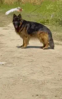 سگ ژرمن شولاین