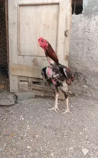 خروس لاری اصل