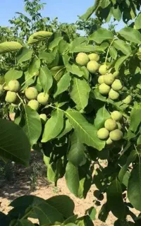 نهال گردوی پیوندی گلدانی صادراتی