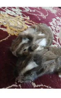 4عدد خرگوش