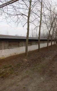 استخدام کار