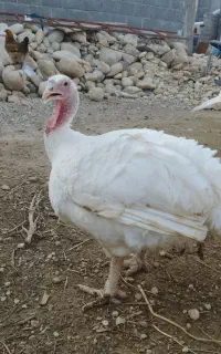 بوقلمون به صورت وزنی