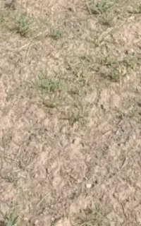 گندم بذری