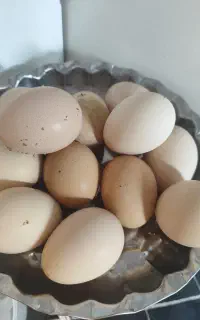 تخم مرغ محلی خونگی
