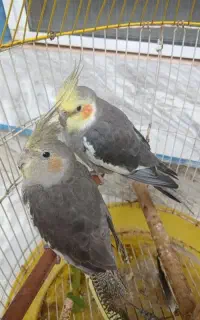 جوجه عروس هلندی سخنگو و رام دستی