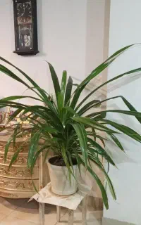 گل اشک مریم