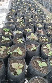 نهال کیوی