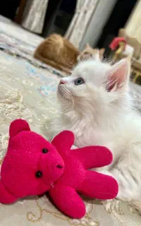 گربه