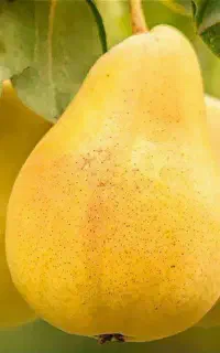 فروش نهال گلابی شاه میوه دارای طعم شیرین