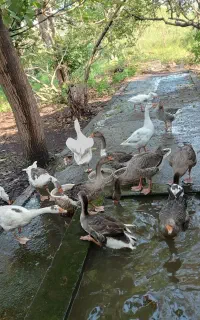 فروش غاز محلی ۷ ماهه