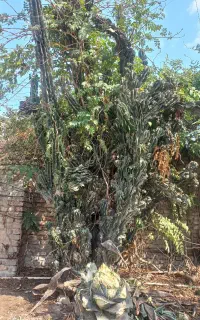 فروش کاکتوس