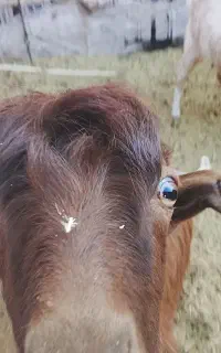کره نر