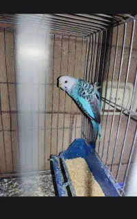 آبی