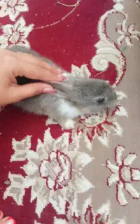 بچه خرگوش