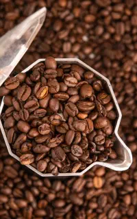 قهوه روبوستا رس شده دان