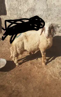 قوچ سنجابی