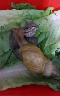حلزون بالغ برای جفت
