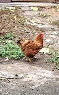 مرغ محلی گوشتی سالم