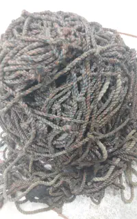 تور مثل ماهی تریلی