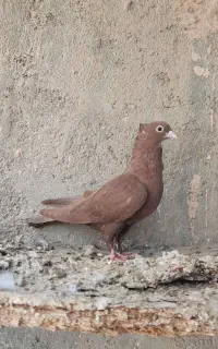 سرخ کرمونی مادع ب شرط تخم