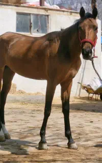 اسب فروشی