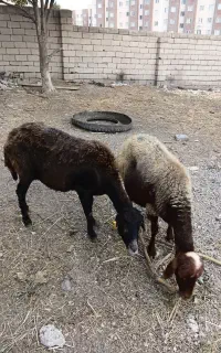 دوعدد گوسفند برای قربانی