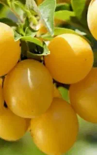فروش آلوبخارادرباغ