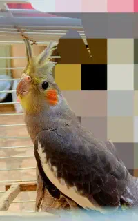 عروس هلندی