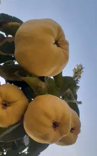 باسلام فروش خط همراه دائمی