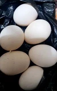 تخم مرغ محلی