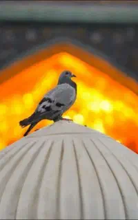 کاروان زیارتی مشهد و قم