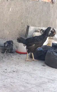 سه تا جوجه با یک مرغ لاری