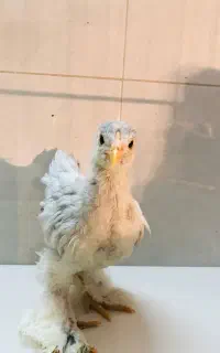 جوجه برهما
