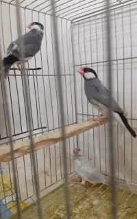 فنچ نرگسی.. لطفا آگهی رو کامل بخانید