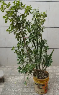 گل طبیعی با گلدان