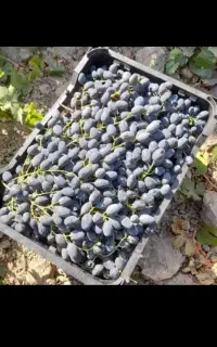 فروش‌انگور