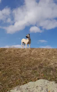 ماده سرابی