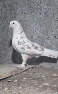 کبوتر شازده ای