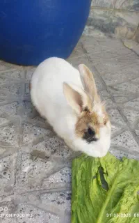 خرگوش بازیگوش