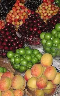 هر ساله ۳۰ درصد درآمد باغداریتو از دست میدی