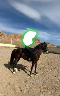 آموزش اسب سواری