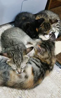 واگذاری گربه