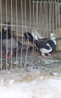 کبوتر ماده جوجه دوست
