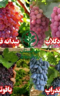 نهال های اصلاح‌شده و باکیفیت