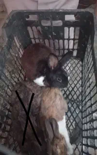 سه خرگوش نر و ماده
