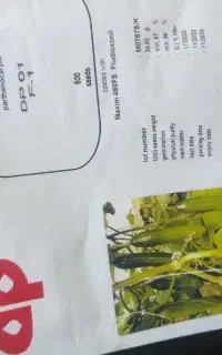 بذر خیار dp