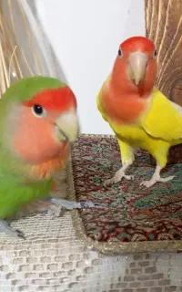 کوتوله برزیلی