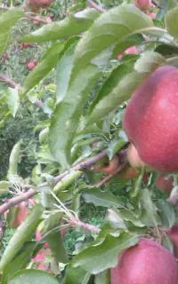 سیب سر درختی