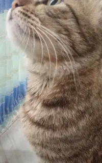 گربه DSH ماده