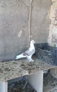کفتر شازده